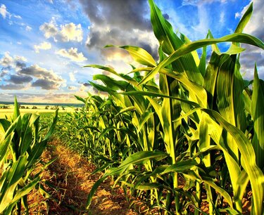 Из-за проблем с уборкой в кукурузе образовался рекордный уровень микотоксинов 