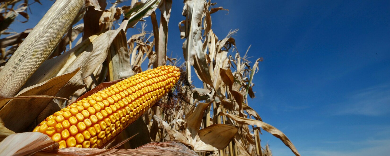 Иран проводит тендер на покупку 180 тыс. тонн кукурузы