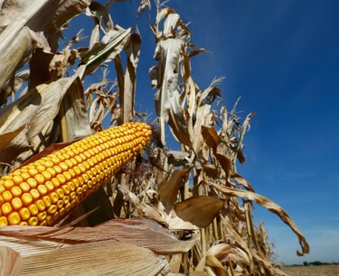 Iran holds tender for the purchase of 180 thousand tons of corn