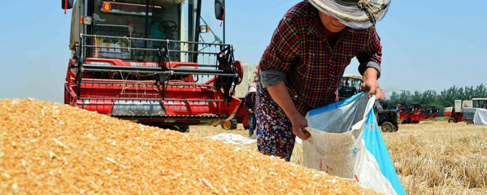 Rosselkhoznadzor announced China's readiness to open the market for Russian grain