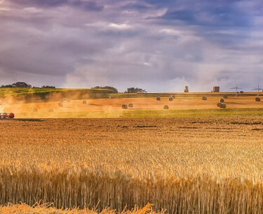 Прогнозируется сокращение импорта твердой пшеницы в 2023/2024 сельхозгоду на 7-8%, по данным Минсельхоза РФ