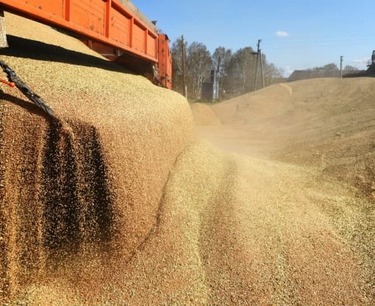 Азербайджан в январе-феврале увеличил импорт казахстанской пшеницы почти на 20%