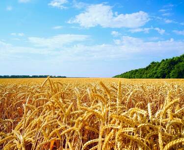 Almost all barley was harvested in the Amur region