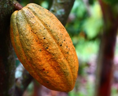 Record prices for cocoa
