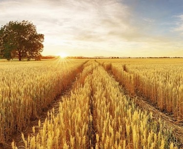 Algeria is among the leaders in the purchase of wheat from Russia