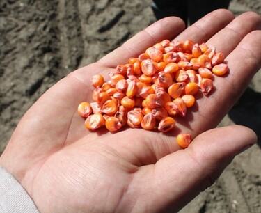 一周无雨导致阿根廷玉米播种进度放缓