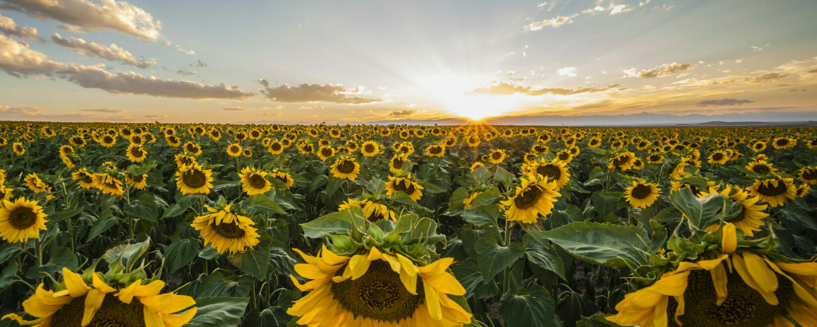 "Kernel" about the processing and export of sunflower in the second quarter of 2024