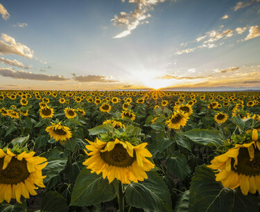 "Kernel" about the processing and export of sunflower in the second quarter of 2024