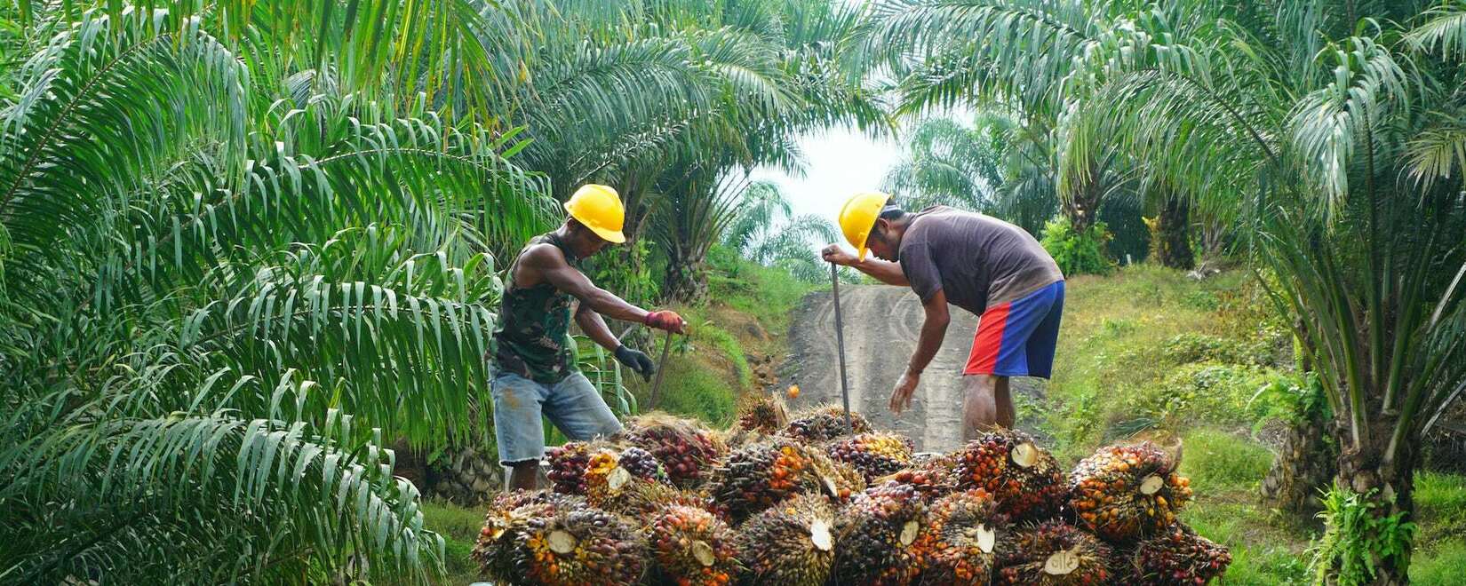 Перспективы экспорта пальмового масла в Индонезии: прогноз на 2024 год