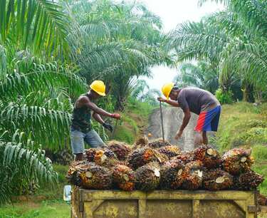 Перспективы экспорта пальмового масла в Индонезии: прогноз на 2024 год