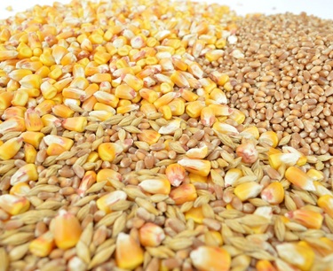 小麦、玉米和大豆期货周三下跌