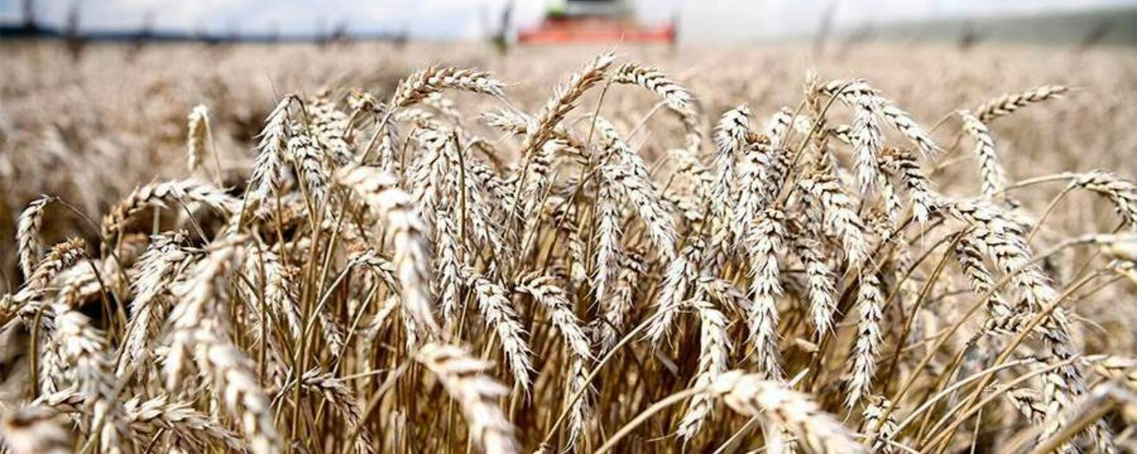 Гиббелина - серьезная угроза для пшеницы
