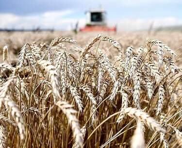 赤贝林 - 对小麦的严重威胁