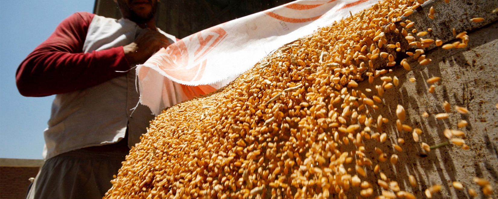 Российская пшеница продолжает быть востребованной на египетском рынке
