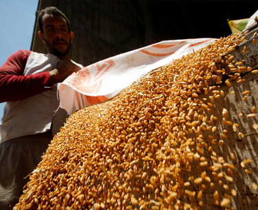 Russian wheat continues to be in demand on the Egyptian market