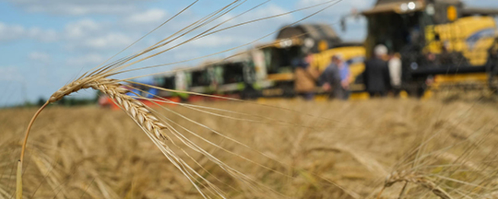 Производители зерна в РК жалуются на потерю урожая