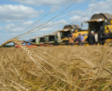 Производители зерна в РК жалуются на потерю урожая