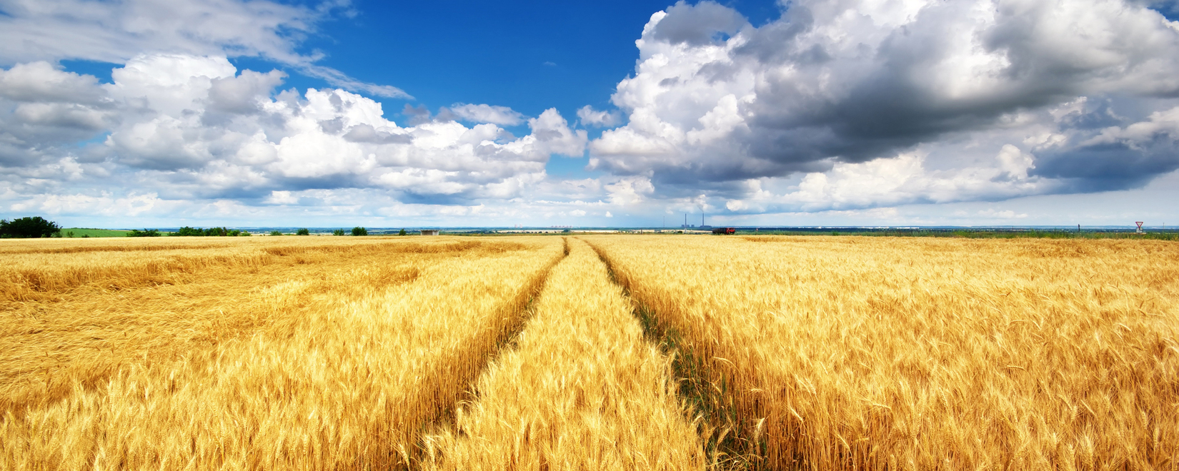 Азербайджан в январе-июне увеличил импорт пшеницы из РФ в 1,5 раза, из Казахстана – на 27%