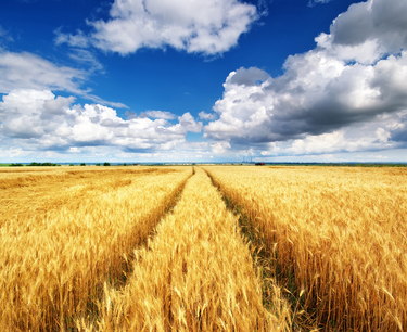 阿塞拜疆1月至6月从俄罗斯的小麦进口量增加了1.5倍，从哈萨克斯坦的小麦进口量增加了27%