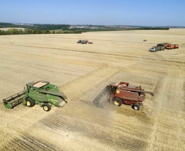 世界穀物市場：芝加哥小麥跌至25個月低點，玉米和大豆也下跌