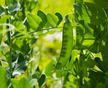 Three regions of the Russian Federation expect a record harvest of peas
