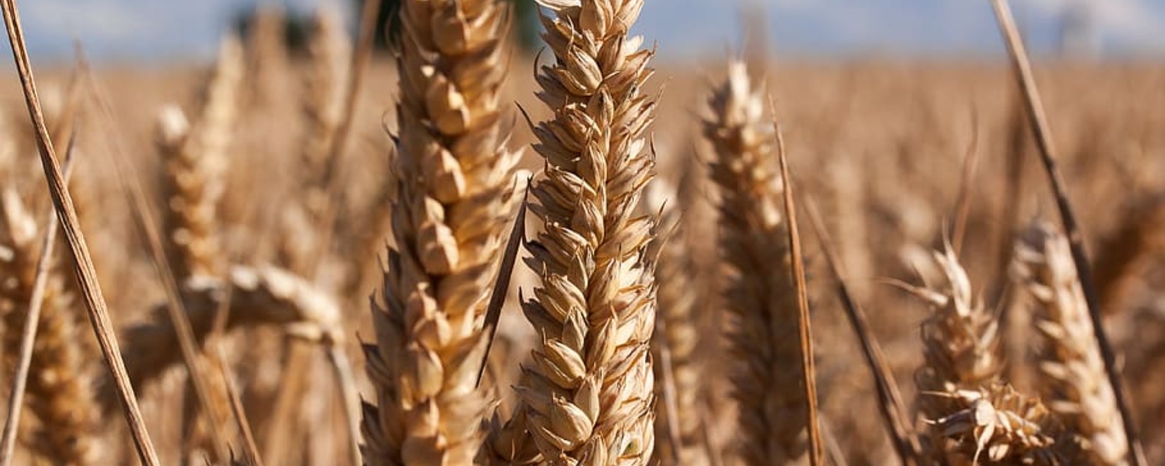 South Korean mills purchased 50,000 tons of wheat from the USA at an international tender for hundreds of dollars FOB.
