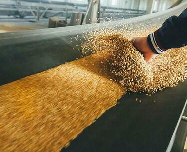 2023 年世界大麥收成將下降