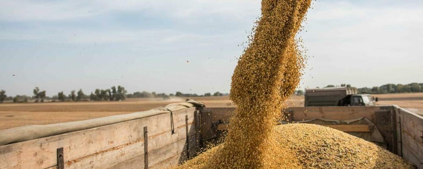 Пшеница, кукуруза и соя резко подешевели в среду