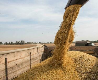 Wheat, corn and soybeans fell sharply on Wednesday
