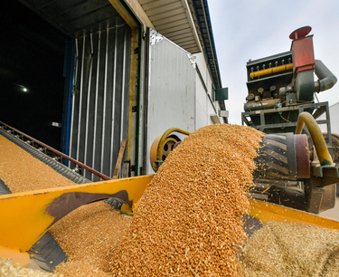 Вьетнам выразил заинтересованность в возобновлении поставок российской пшеницы