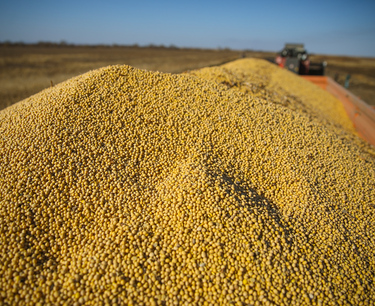 Бразилия в первой декаде сентября экспортировала по 2 млн тонн кукурузы и сои