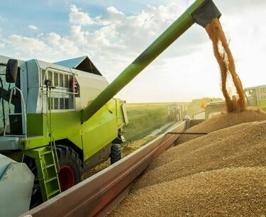 Tomsk farmers increased wheat crops