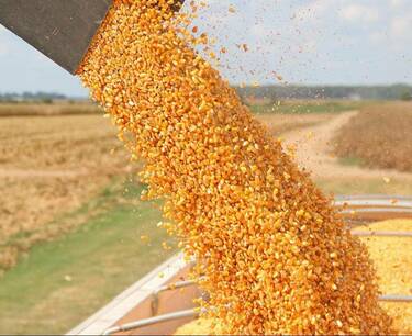 Алжир проводит тендер по закупке кукурузы