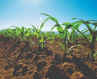 Аргентина нуждается в дождях во избежание сокращения урожайности пшеницы и завершения посевной кукурузы