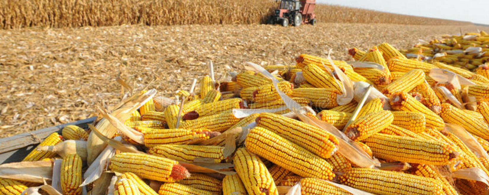 Алжир объявил тендер по закупке кукурузы