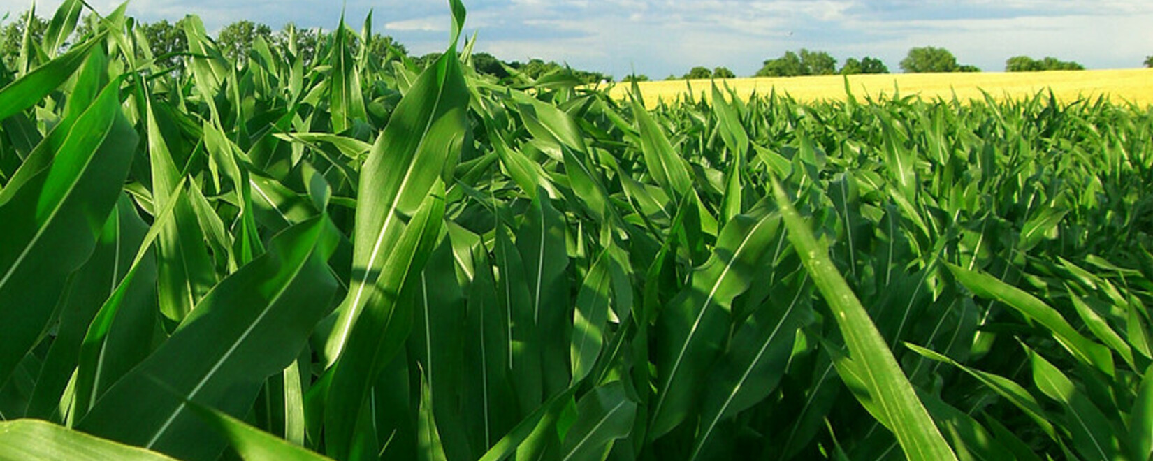 Китай приближается к началу коммерческого производства ГМ кукурузы и сои