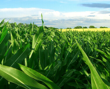 Китай приближается к началу коммерческого производства ГМ кукурузы и сои