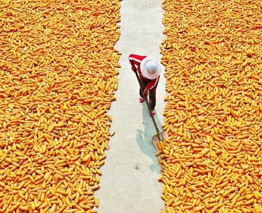 Южная Корея закупила на тендере кукурузу