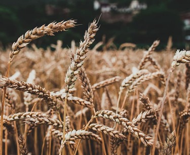 Экспорт российской пшеницы сократится в июле на 68% по сравнению с прошлым годом, а цены продолжают снижаться.