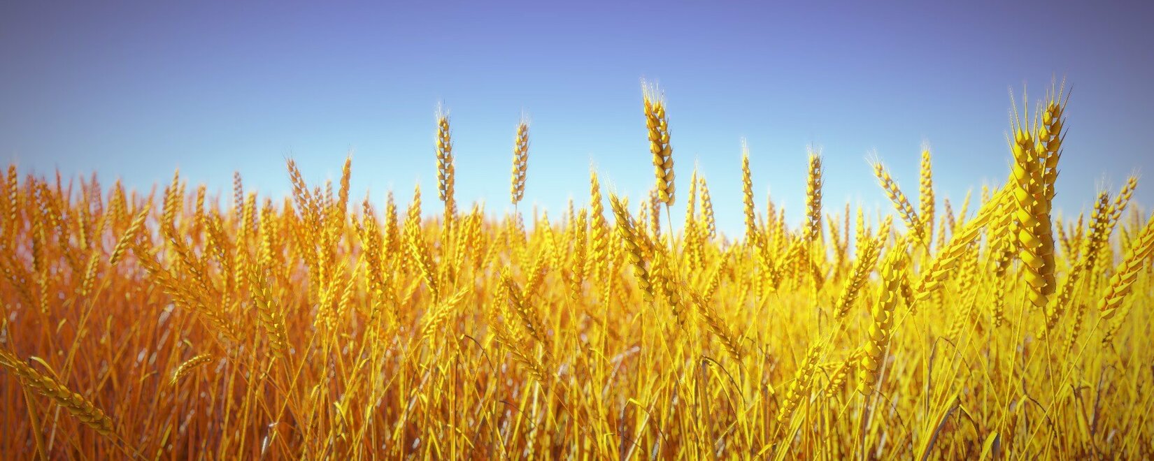 Пшеница в США подорожала до максимума с середины февраля