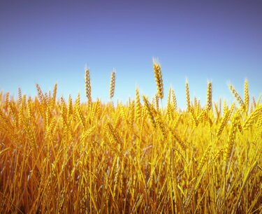 Пшеница в США подорожала до максимума с середины февраля