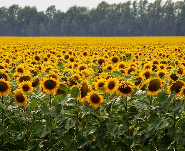 The Governor announced the construction of an elevator for sunflower seeds in the Voronezh region
