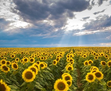 Sunflower seeds prices are expected to rise, predicts an expert in the oilseed market.