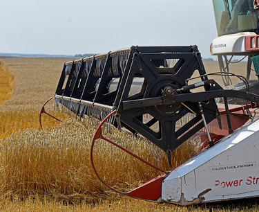 Аграрии Самарской области убрали уже 44% зерновых и зернобобовых культур
