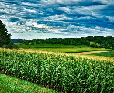 Экспортные продажи кукурузы и сои в США достигли многомесячного максимума, но все еще отстают — Braun