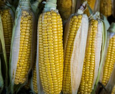芝加哥小麦因需求疲软而下跌，玉米和大豆周二上涨