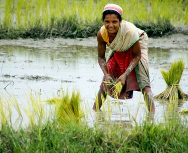 Индийские экспортеры риса призвали ввести фиксированную пошлину