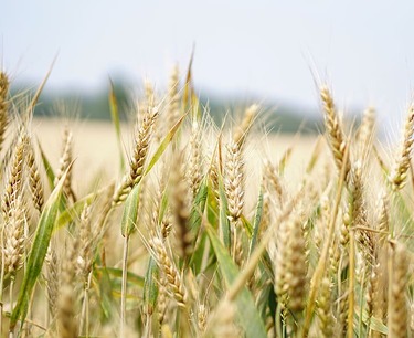 The storage volume of wheat in agricultural organizations has reached a historical maximum of 11.16 million tons by July 2024.