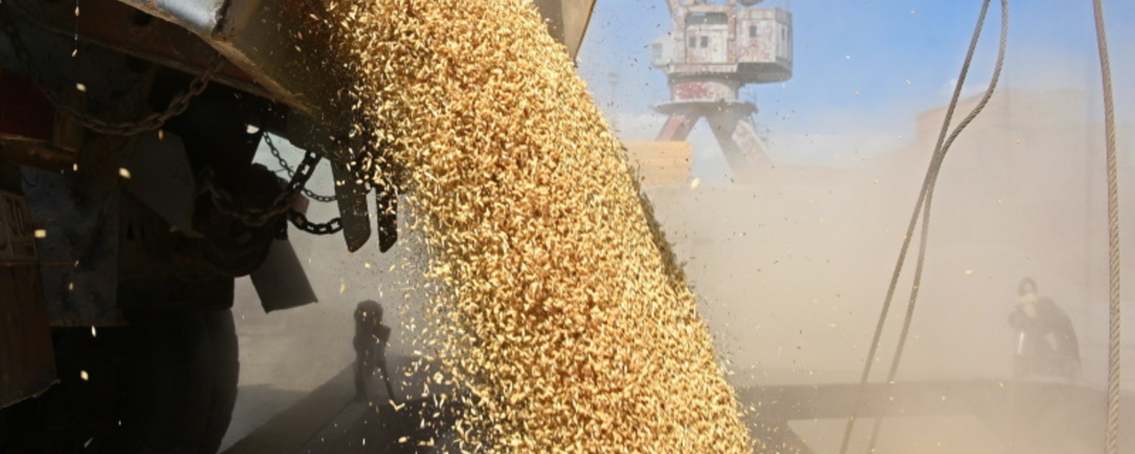 Казахстанские аграрии требуют ввести полный запрет на импорт фуражного зерна из РФ и отменить пошлину на экспорт подсолнечника