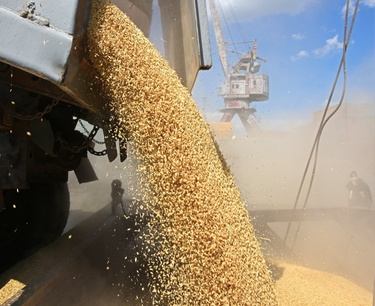 Казахстанские аграрии требуют ввести полный запрет на импорт фуражного зерна из РФ и отменить пошлину на экспорт подсолнечника